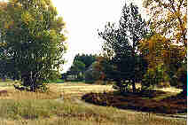 Heidelandschaft im Westen Wolins