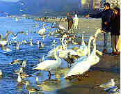 Voegel am Strand